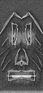 Masks illustration 3